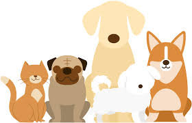 mascotas_3.jfif